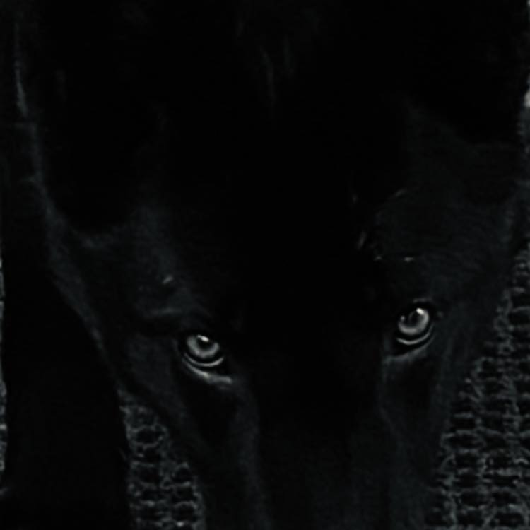Divine Spirit Rottweilers & Working German Shepherds | Cochrane AB