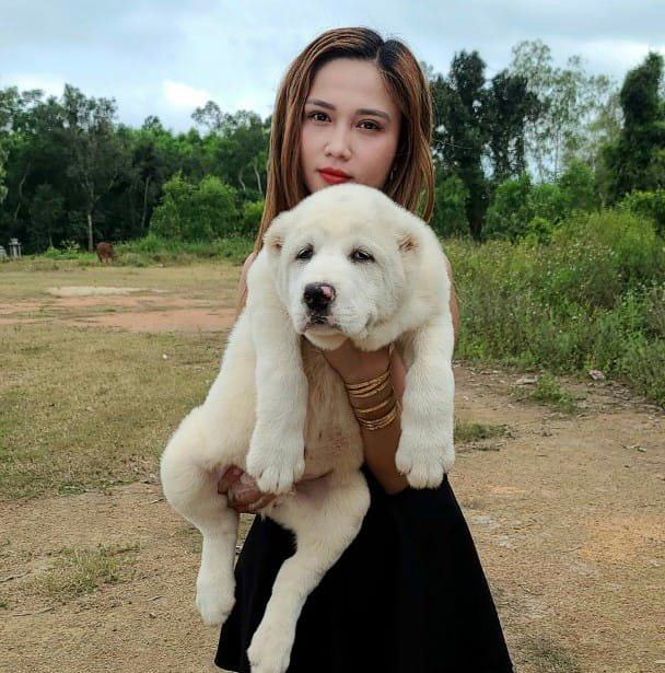 Trại Chó DOGO | Phu Binh