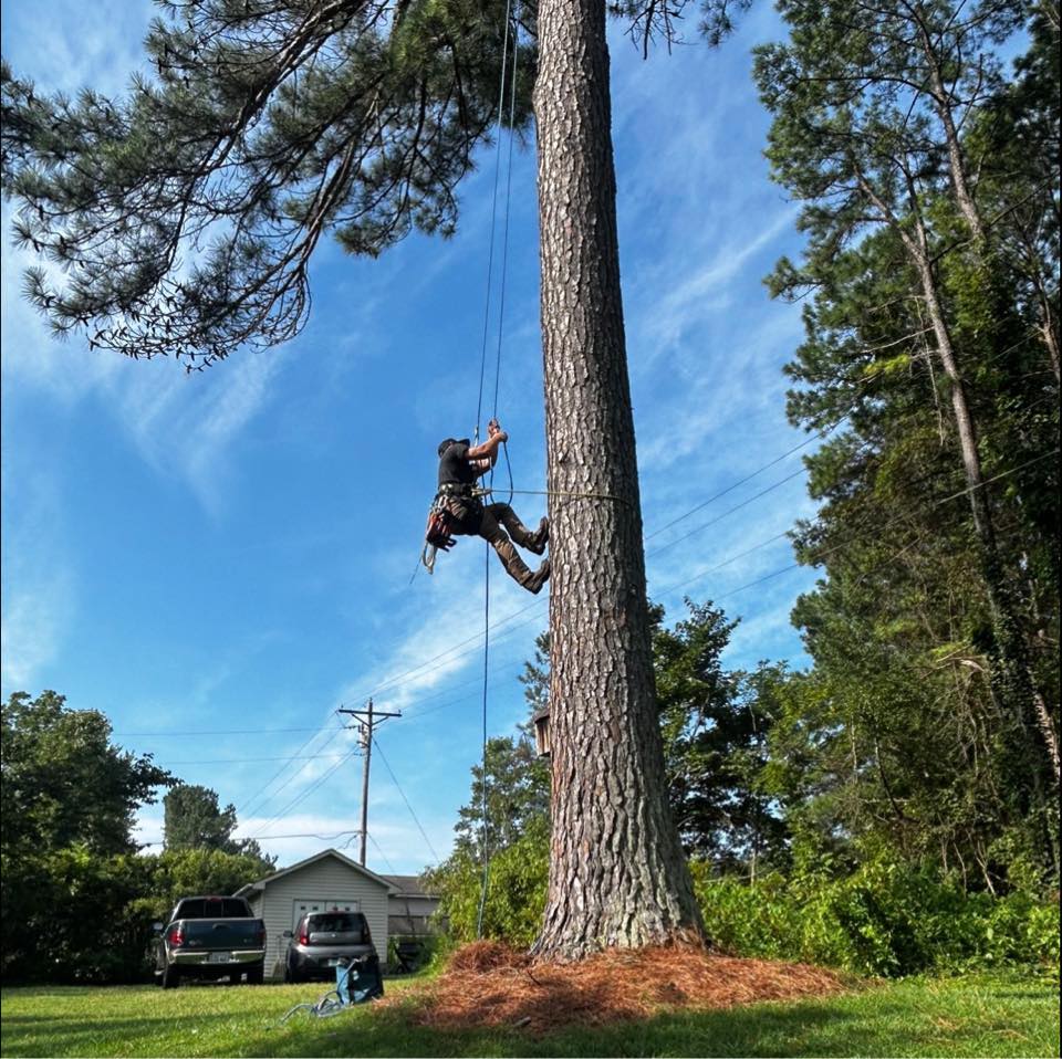 Matt’s Tree Service