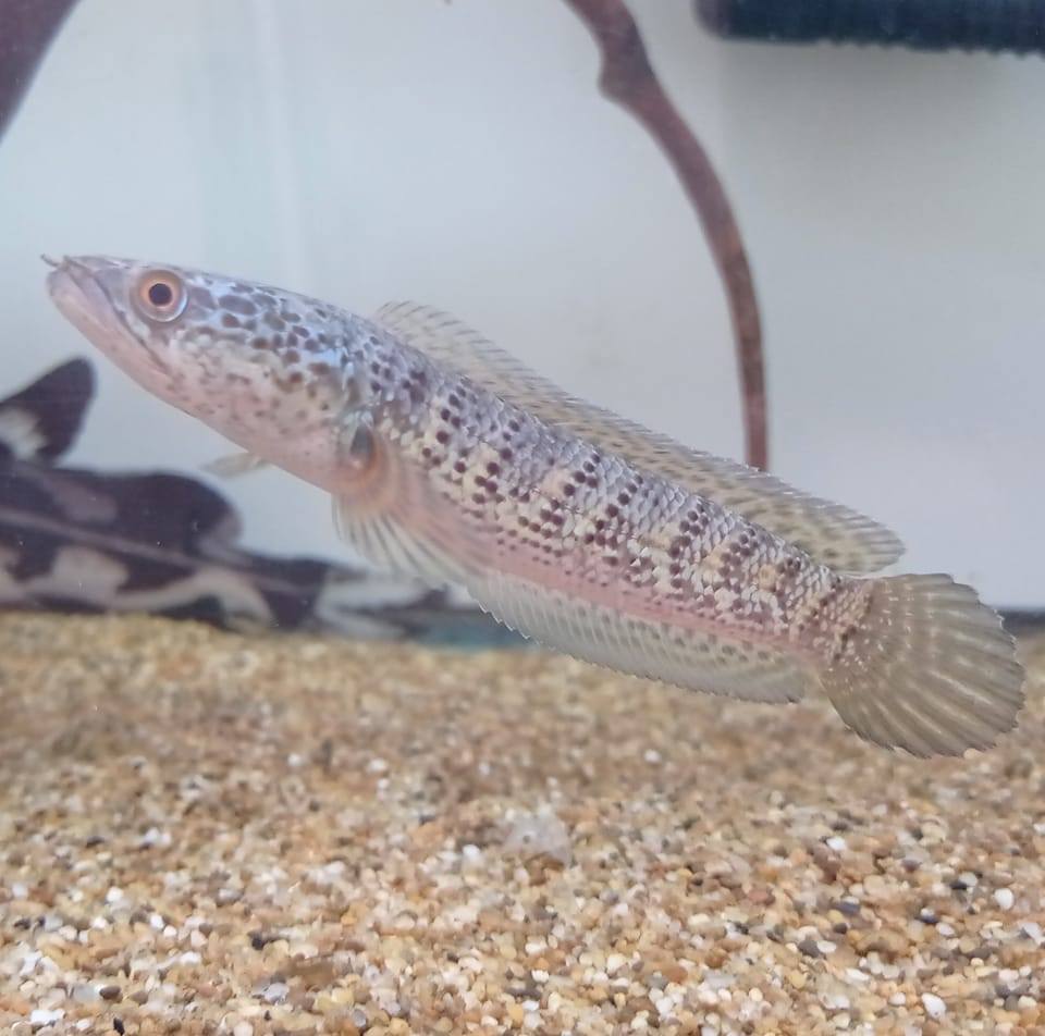 Beast fish mexico | Tizayuca