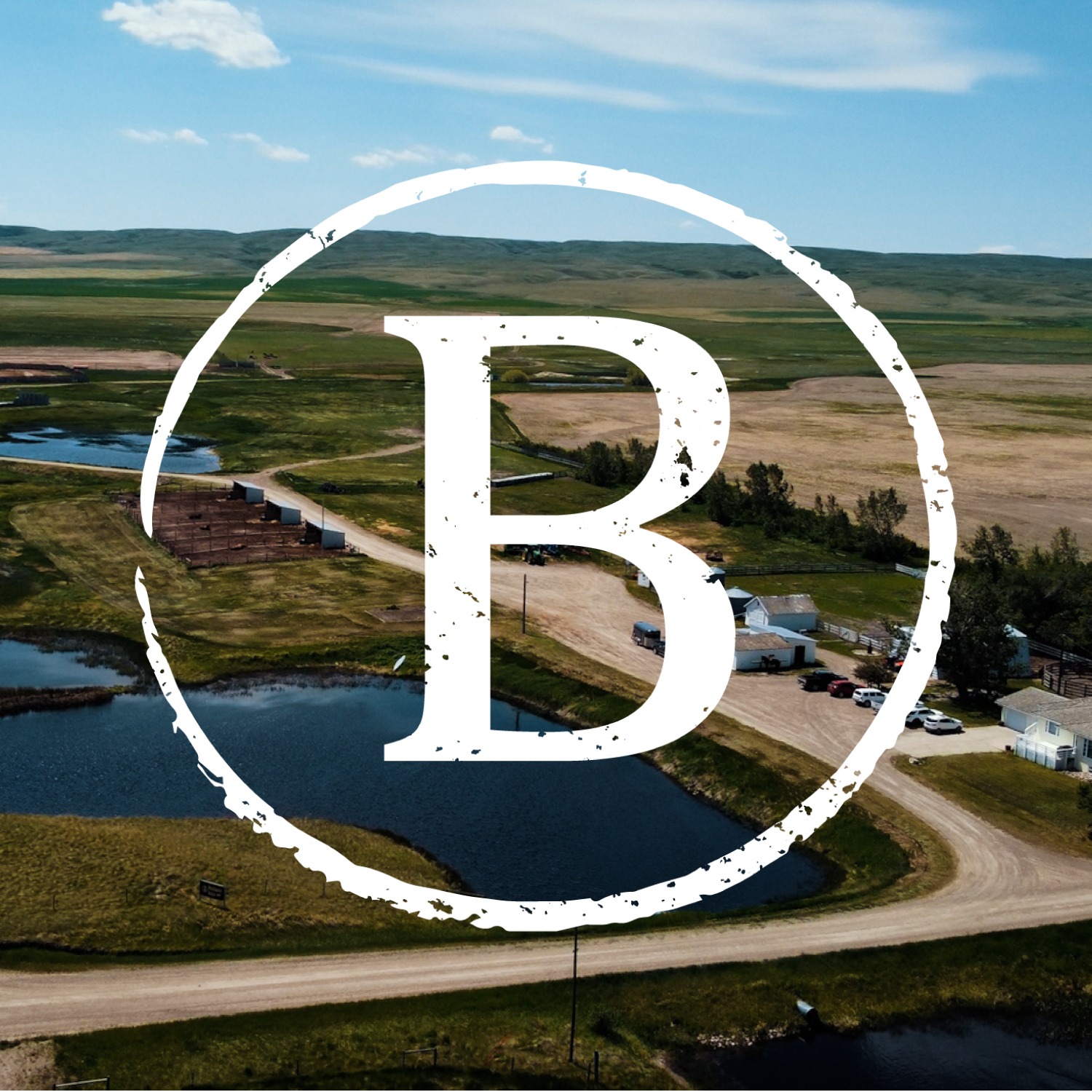 Benchmark Angus | Picture Butte AB