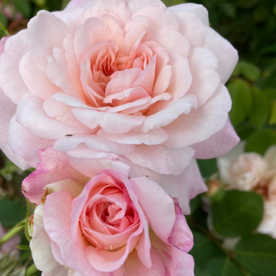 Melville Roses | Bickley WA