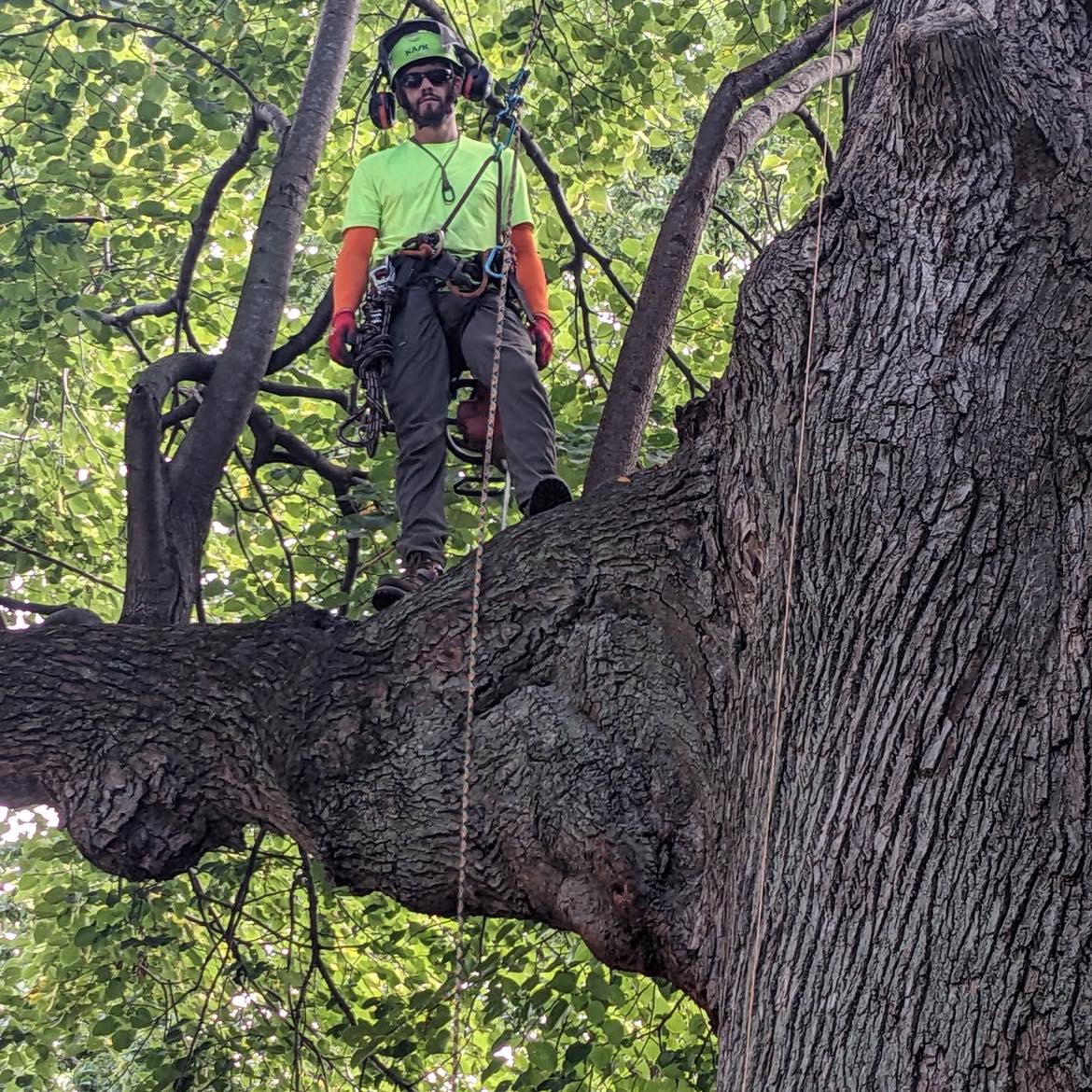 UpDown Arborist LLC | Saint Joseph MO