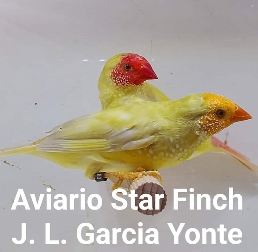 Aviario Star Finch J.L. Garcia Yonte