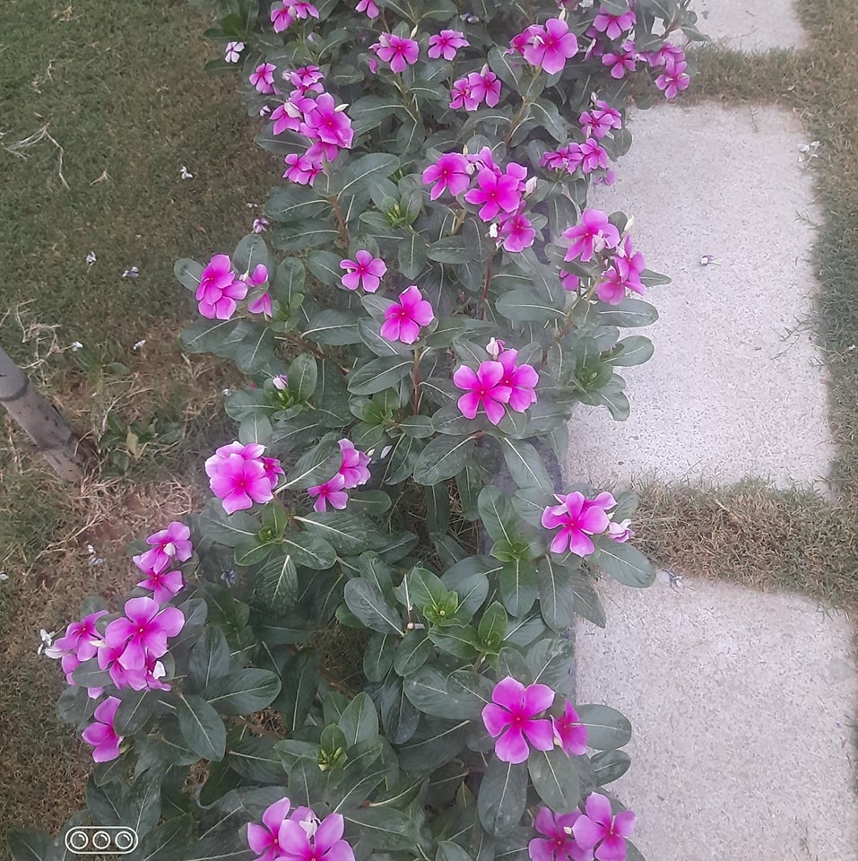 Tai Peng Community Garden | Adenium obsesum – desert rose – that has ...