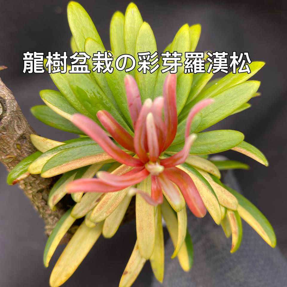 龍樹盆栽の彩芽羅漢松