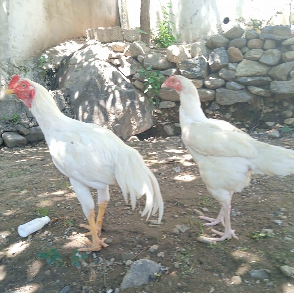Talash, Dir Lower kp Aseel Birds Lovers