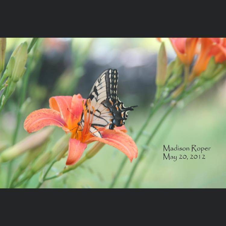 Madison Roper Photography