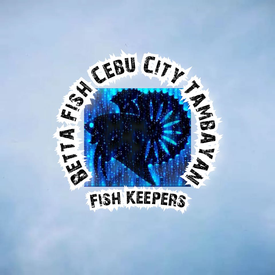 Betta Fish Cebu City Tambayan