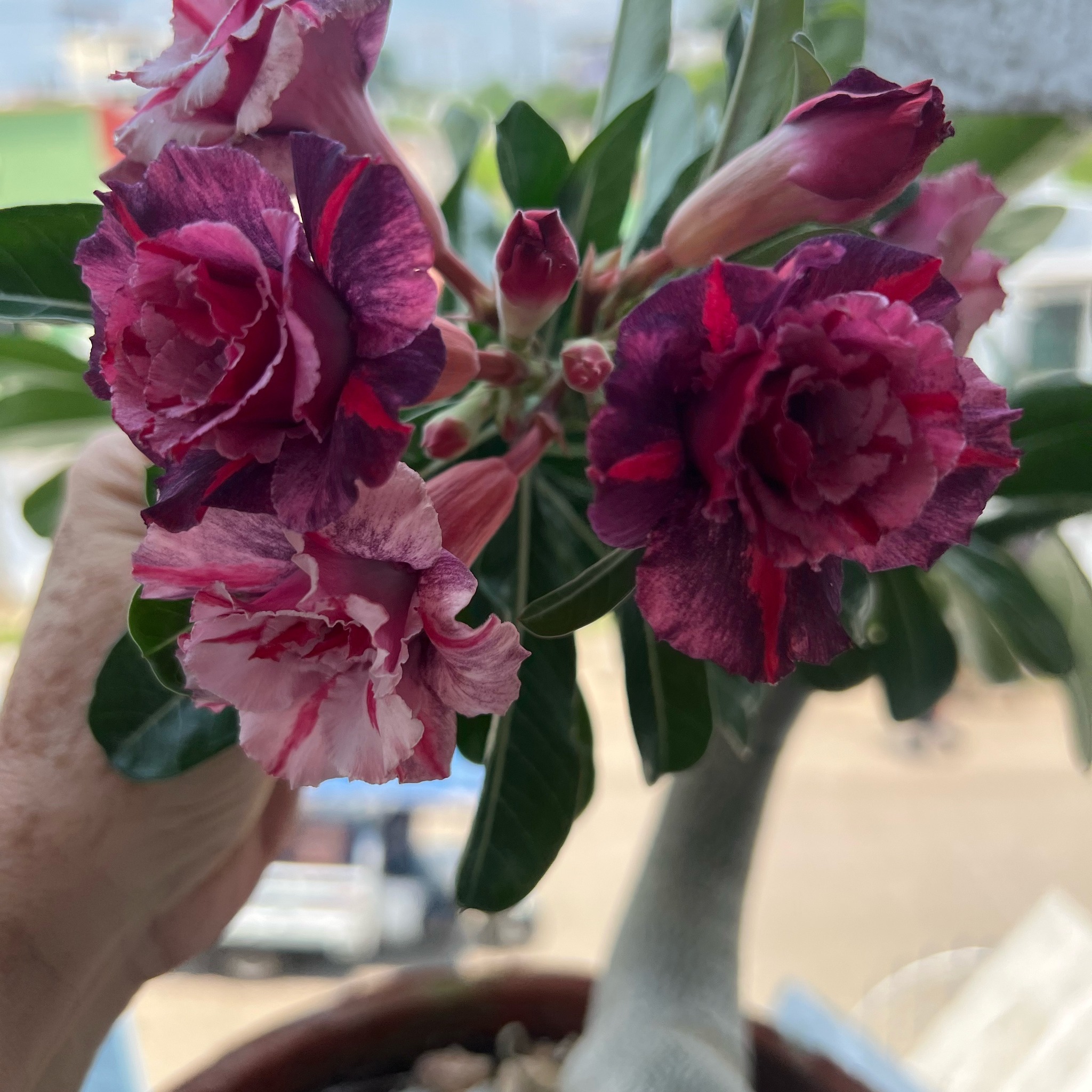 Adenium Maria on Reels