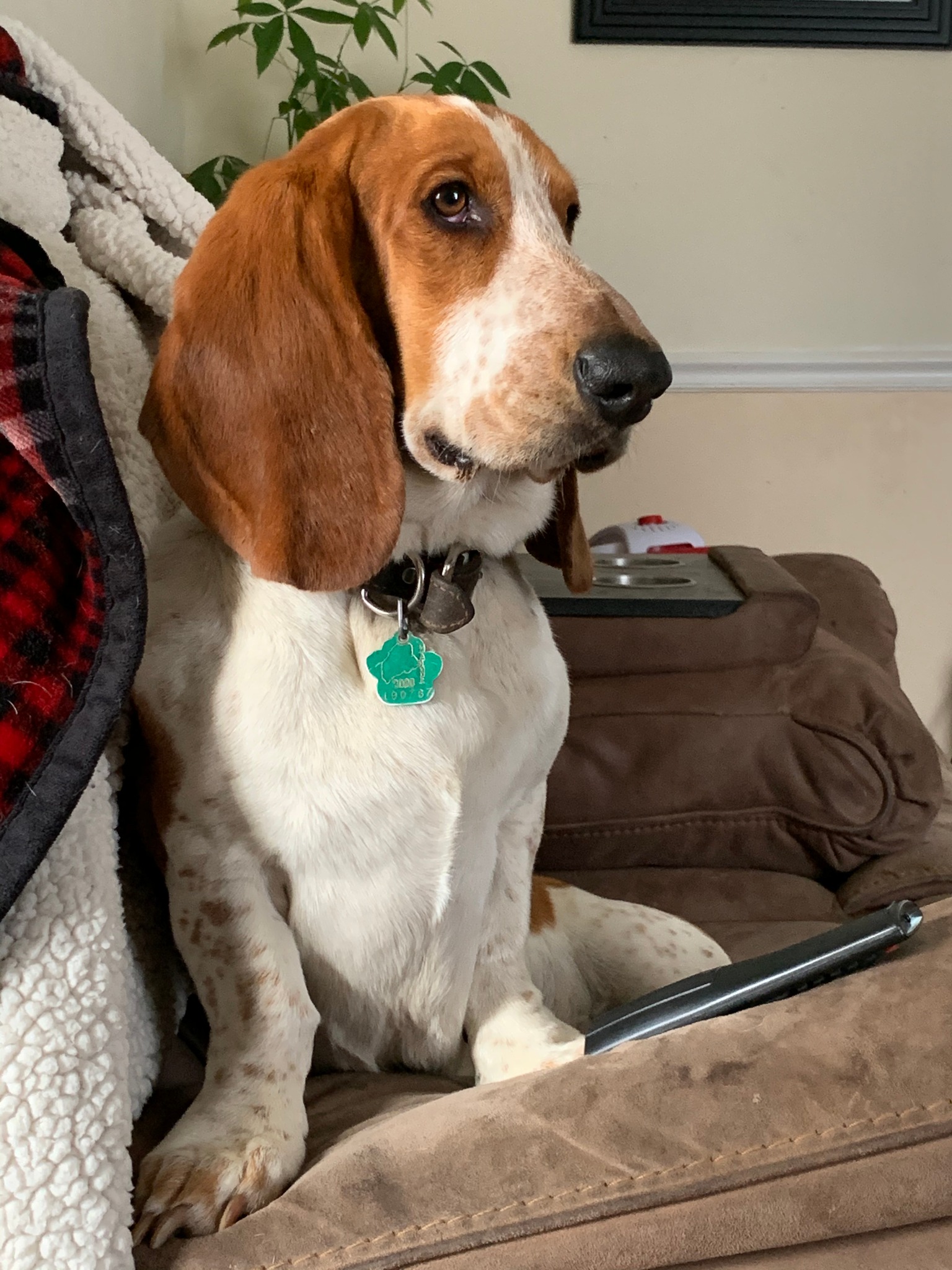 Quiggle Brook Bassets