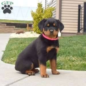 Road wheeler dog sale group MP