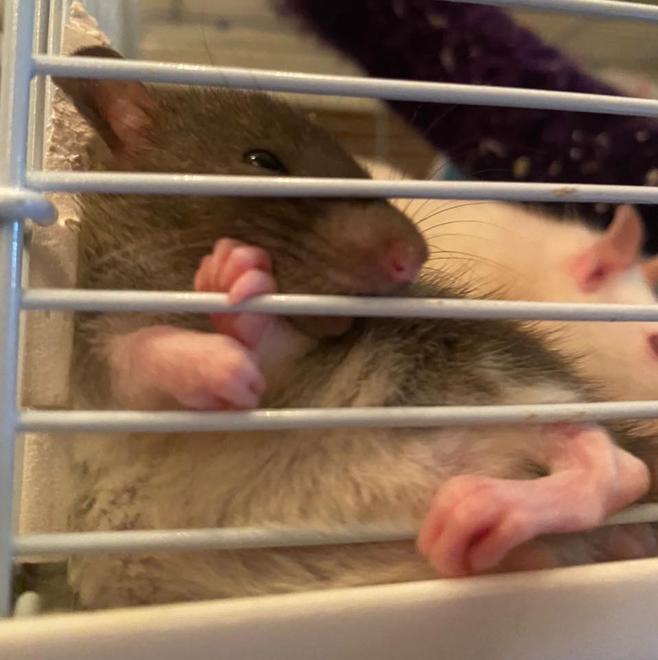 Good Vibes Rattery | Mount Dora FL