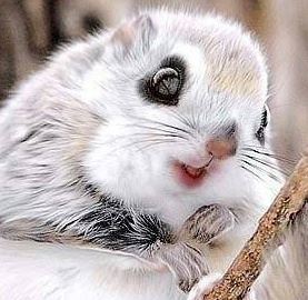 Animaliac