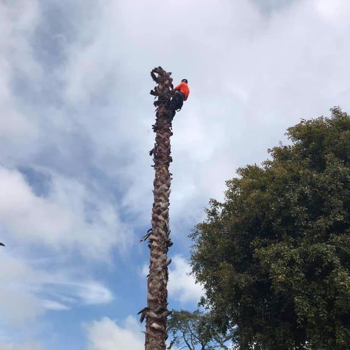Pro Tree Cut Ltd | Auckland