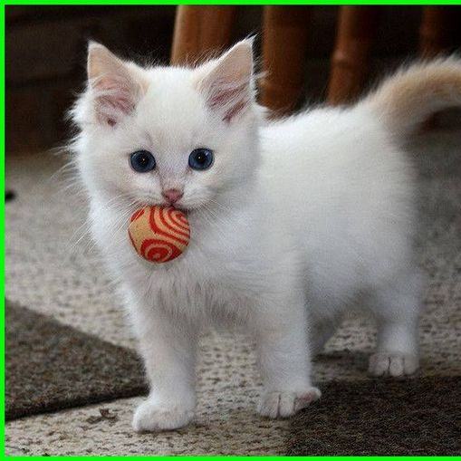 Kucing lucu imut