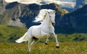 Profile for Amazing Animal Life