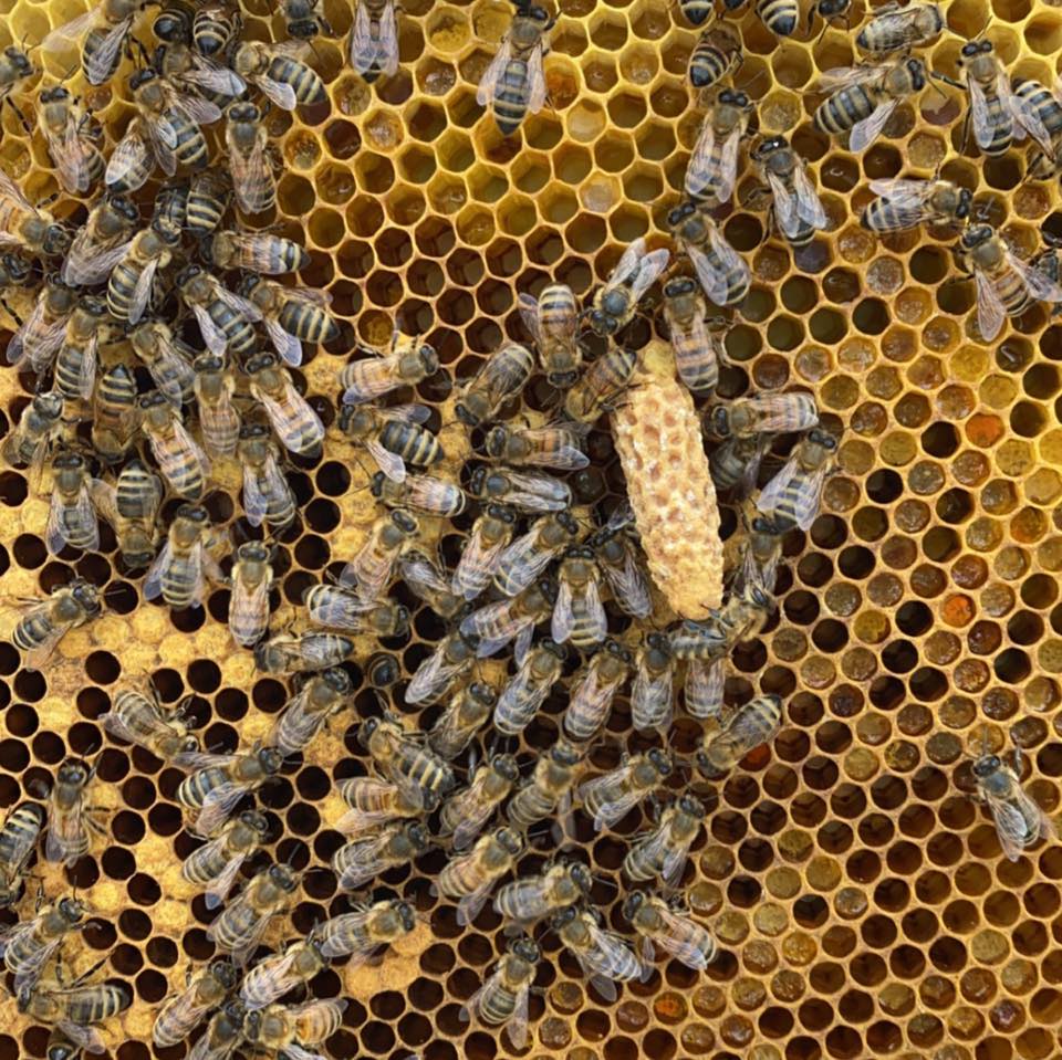 Always Rich Apiaries | Mount Pleasant IA