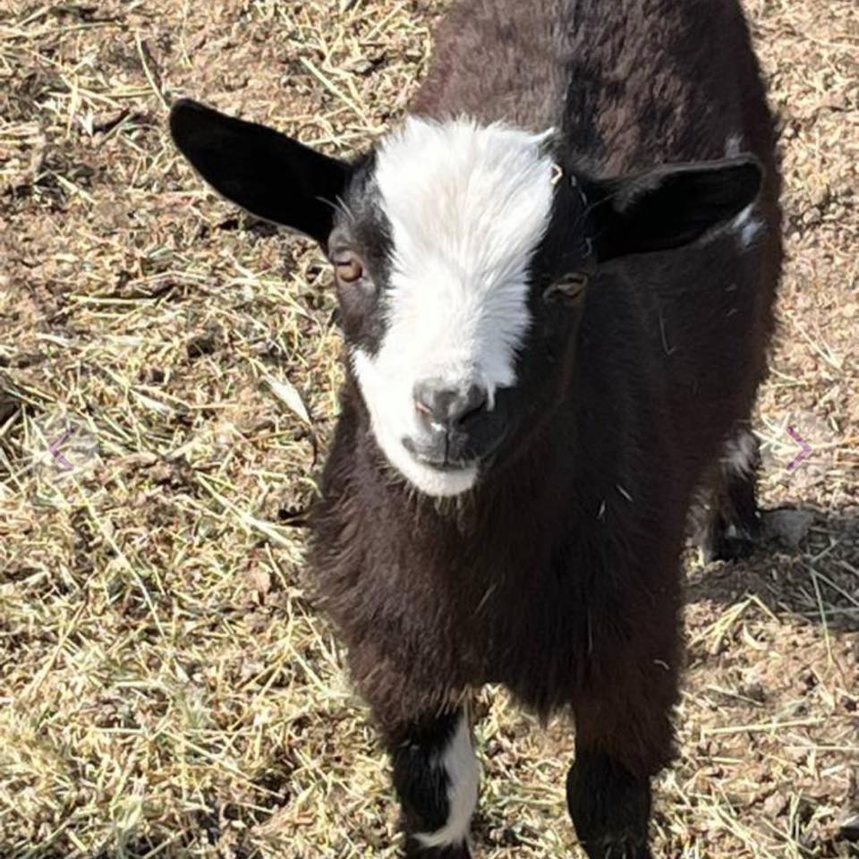 Woods Family Farm | Kennewick WA