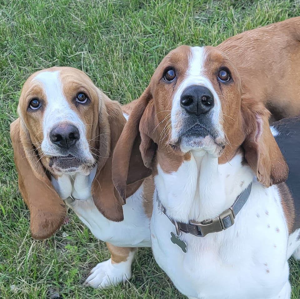 Stoney Creek Bassets | Rice MN