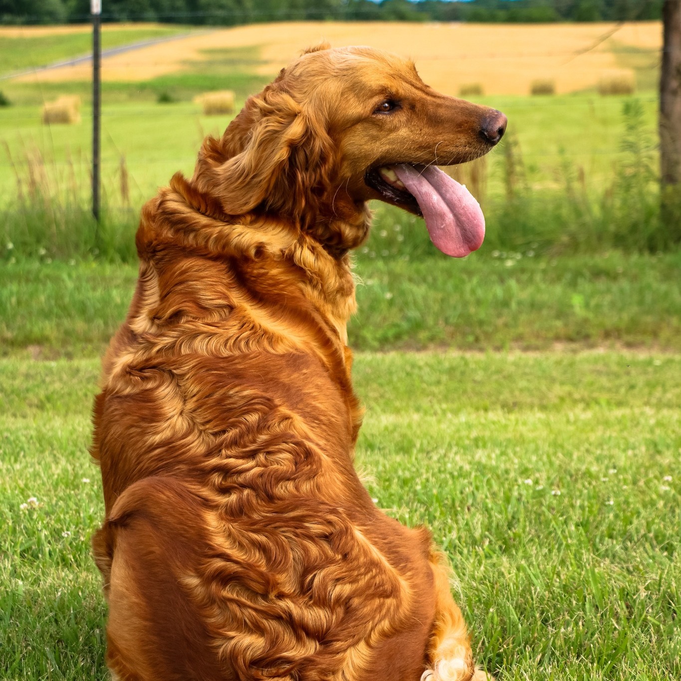 Golden Ridge Retrievers of Missouri