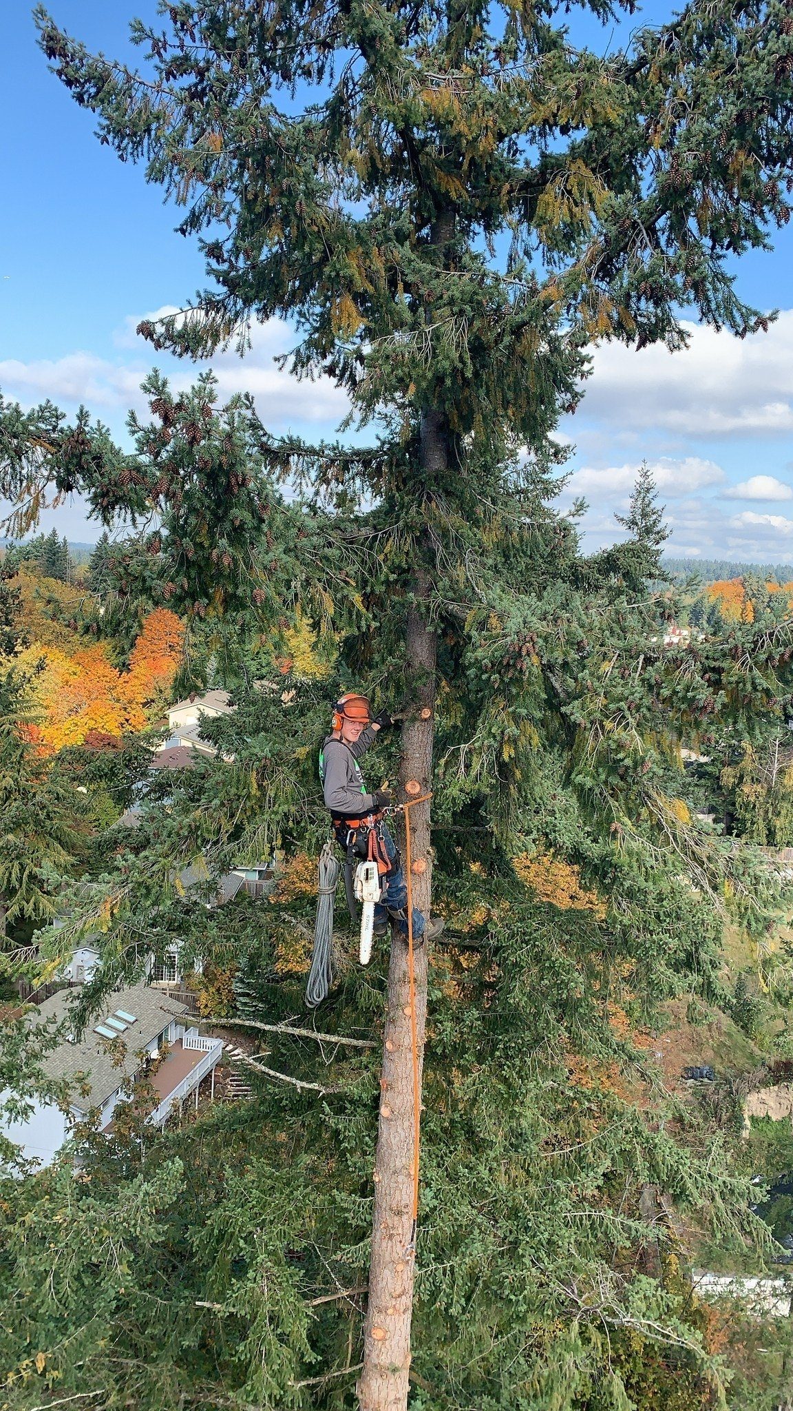 Lumber Maks NW Tree Service | Snohomish WA