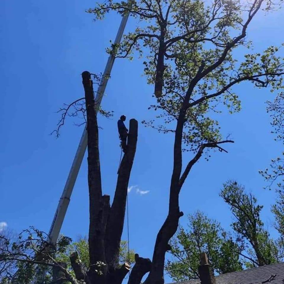 A Wicked Good Tree Service LLC | Currituck NC