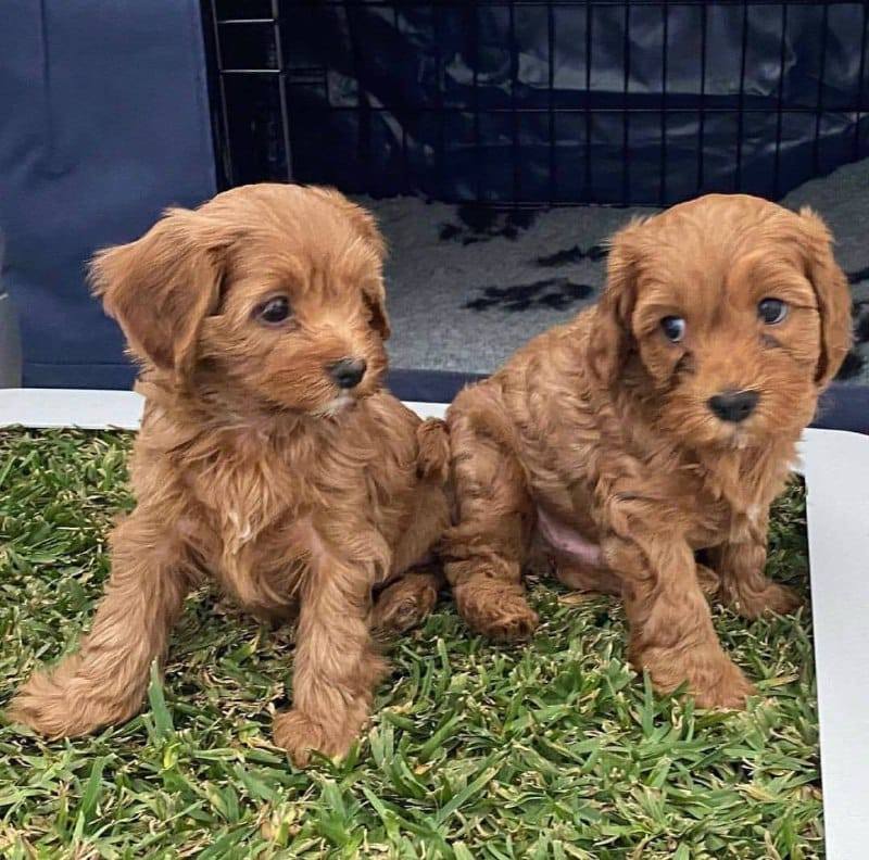 Chiots cavapoo à adopter autour de moi en France