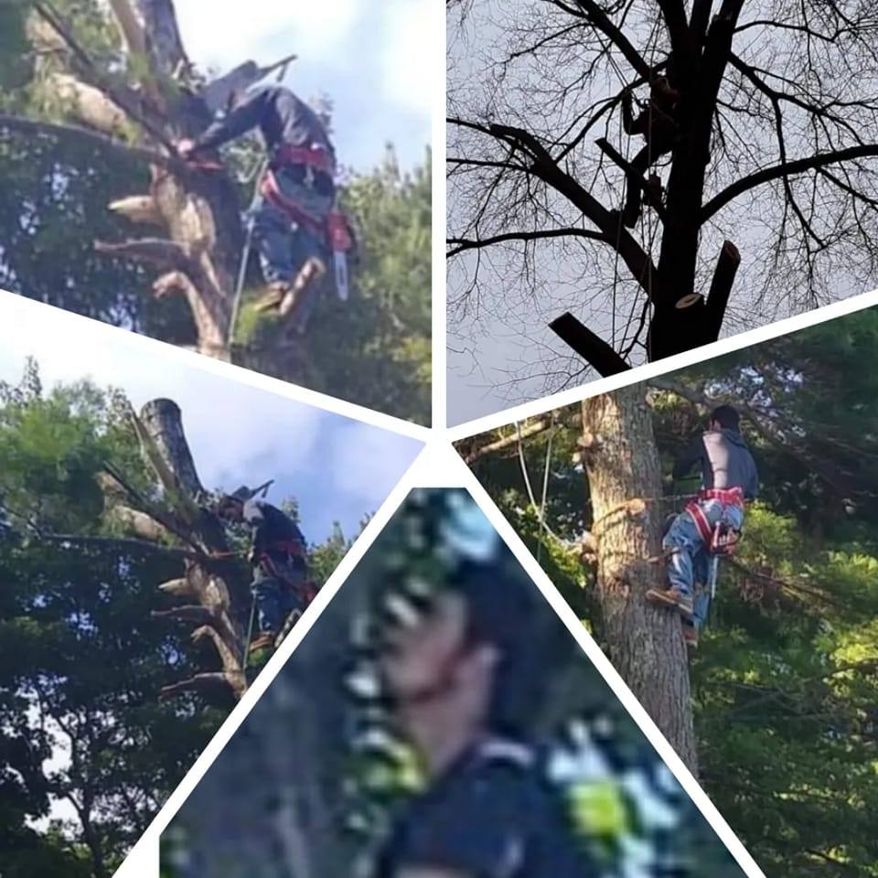 Ross Tree service | Lake City MI