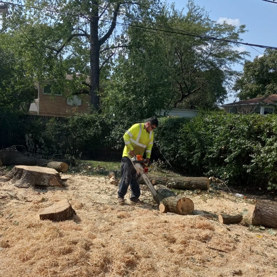 Chilo's Tree Service LLC