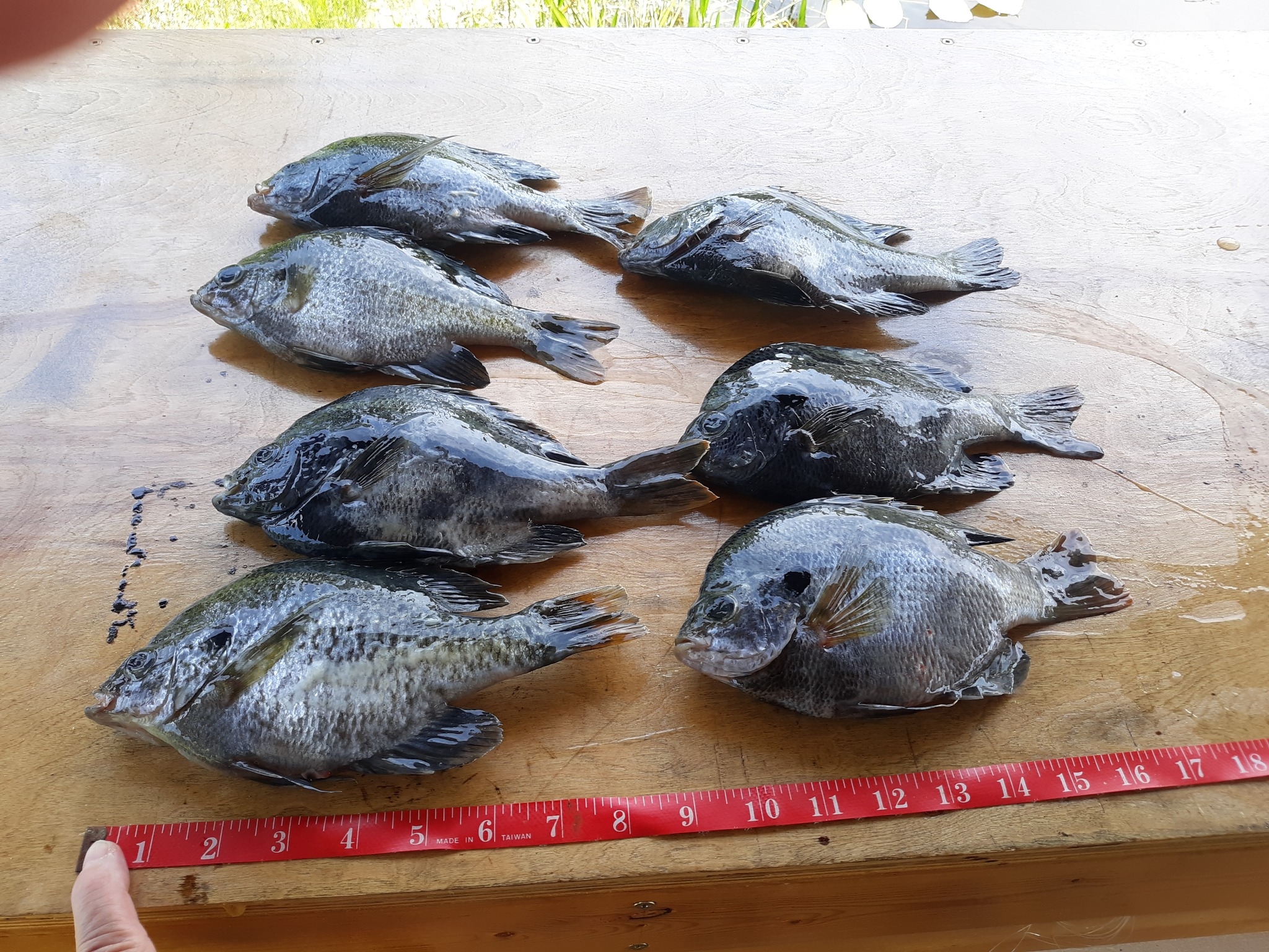 My 5.6 pound largemouth after... - Skunk Ape Fish Camp | Facebook