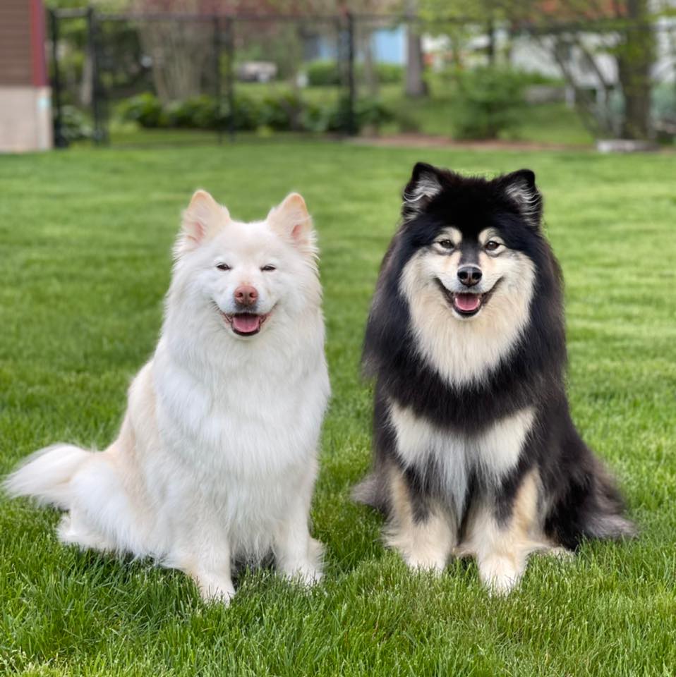 Curated visual reference: Ember Finnish Lapphunds Added A Photo Inspiration