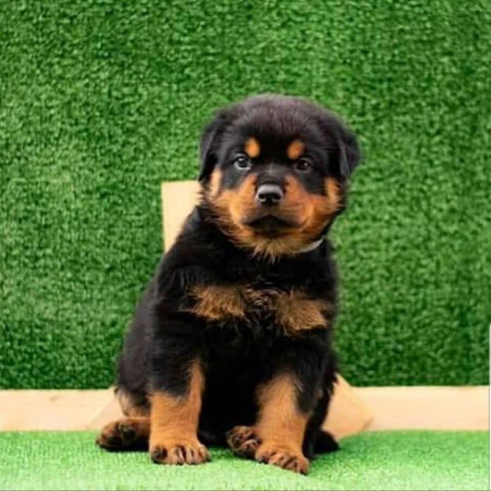 River city Rottweilers for sale | Dallas TX
