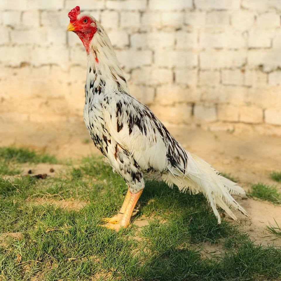 Rajpoot Aseel Farm | Multan