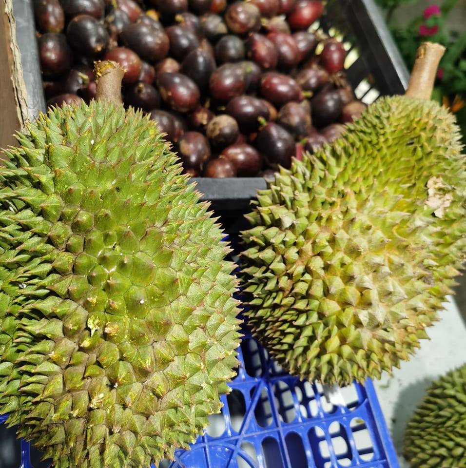 Durian Parit Raja