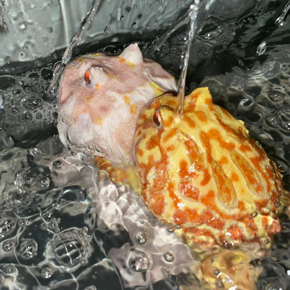 Frog Breeding in Captivity Guide