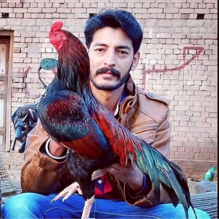 Baboo shah waly Aseel