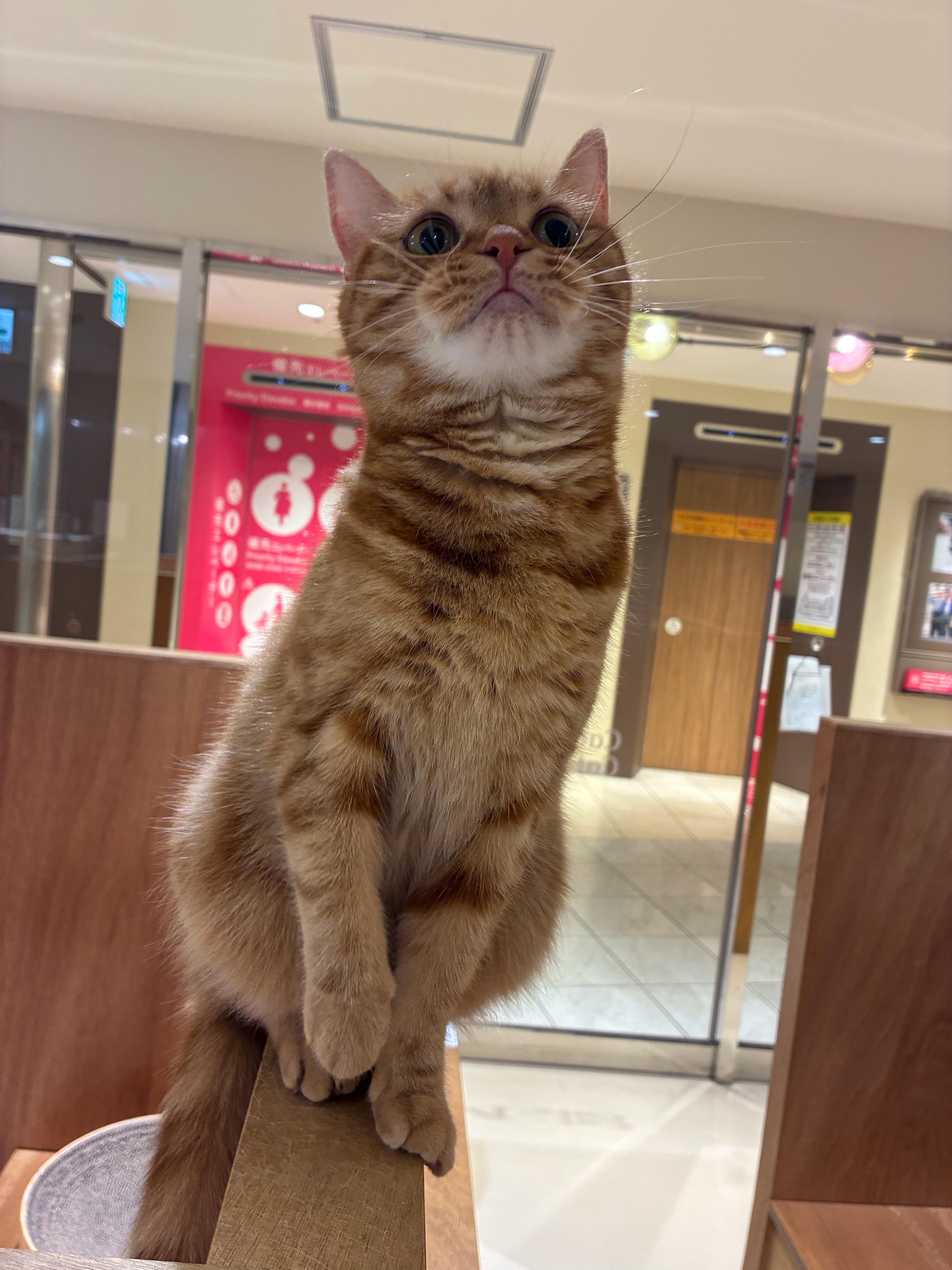Cat Café MOFF 天王寺ミオ店 (@moff.mio.tennoji) • Facebook