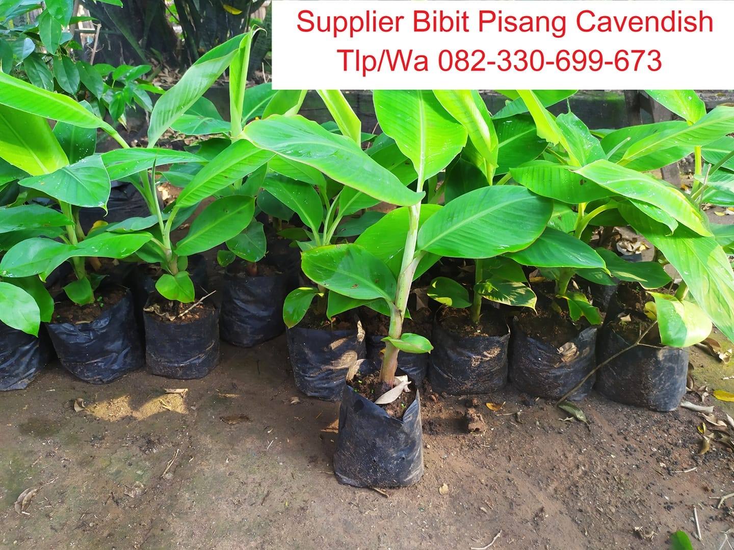 Bibit Pisang Cavendish Wonosobo