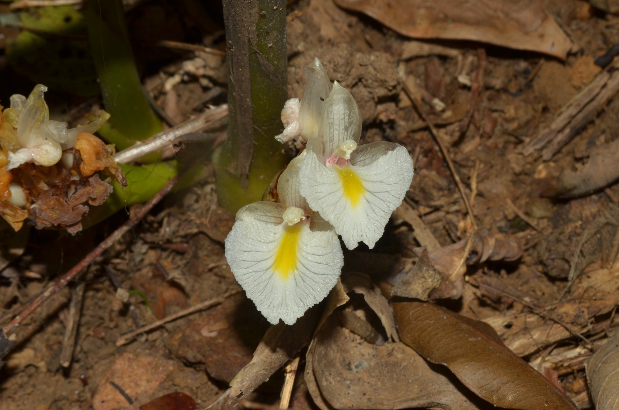 Biodiversity in Central Annamites | Tỉnh Thừa Thiên Huế