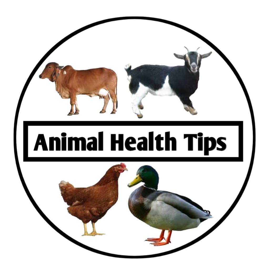 Animals Health Tips