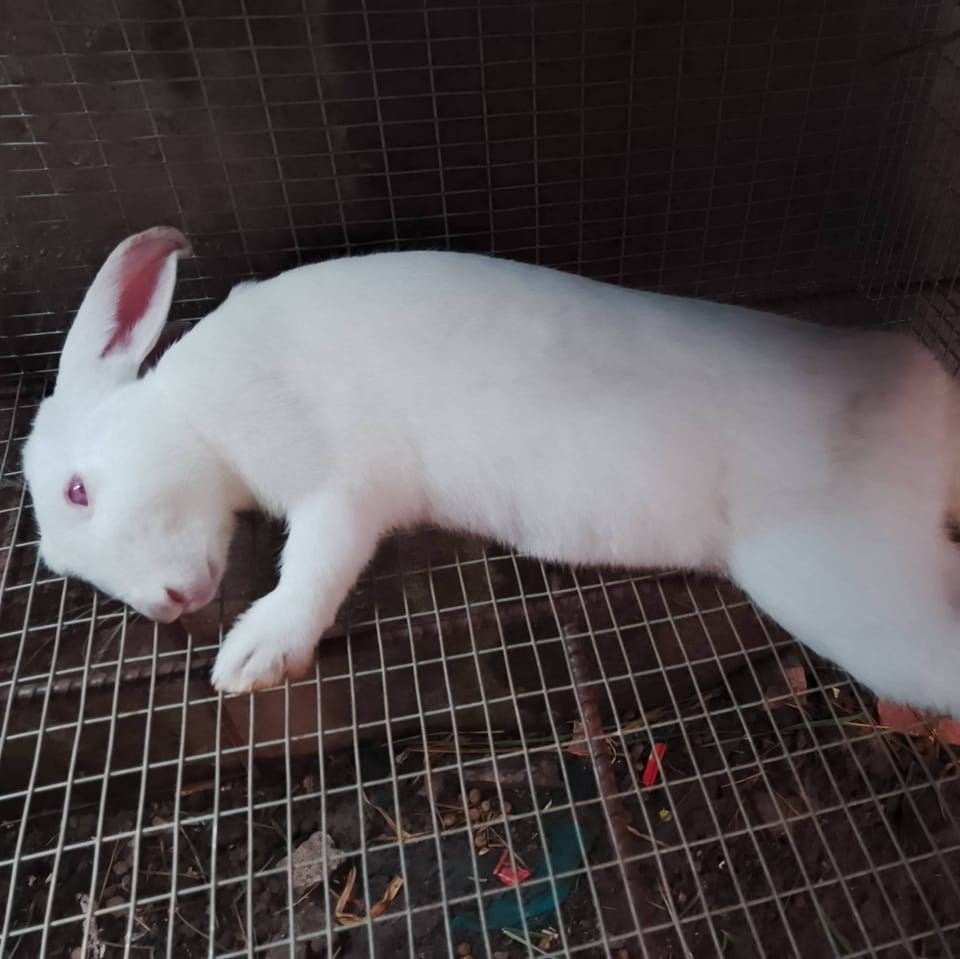 DL'S Rabbits