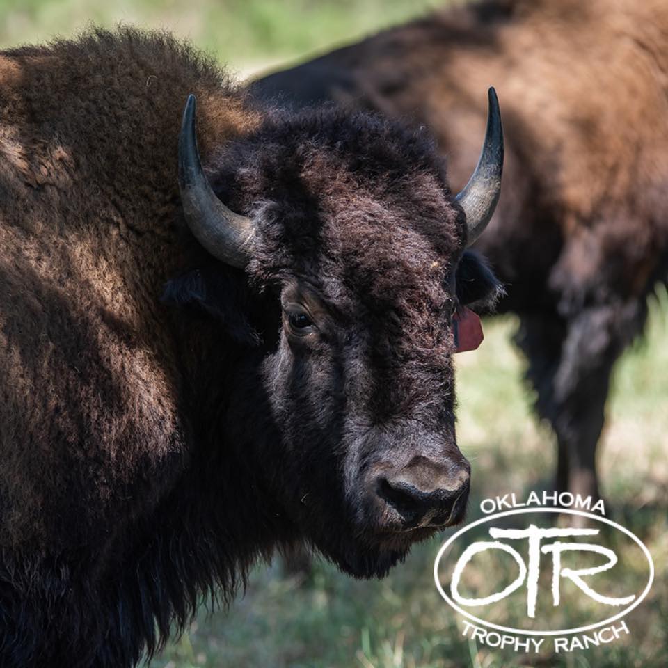 Oklahoma Trophy Ranch - Bison