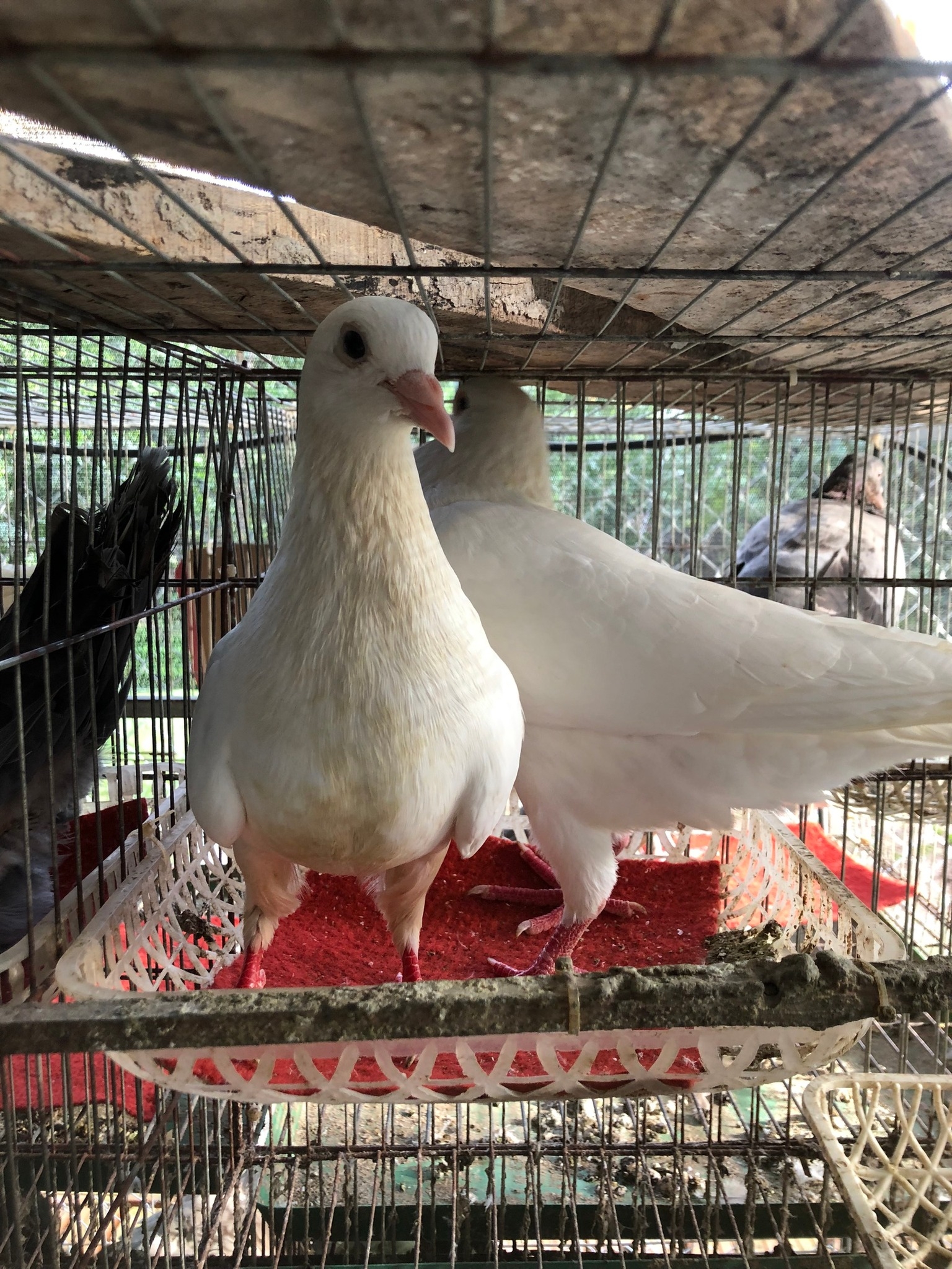 Bán Chim Bồ Câu Ra Ràng - Chim Bồ Câu Thịt | Hanoi