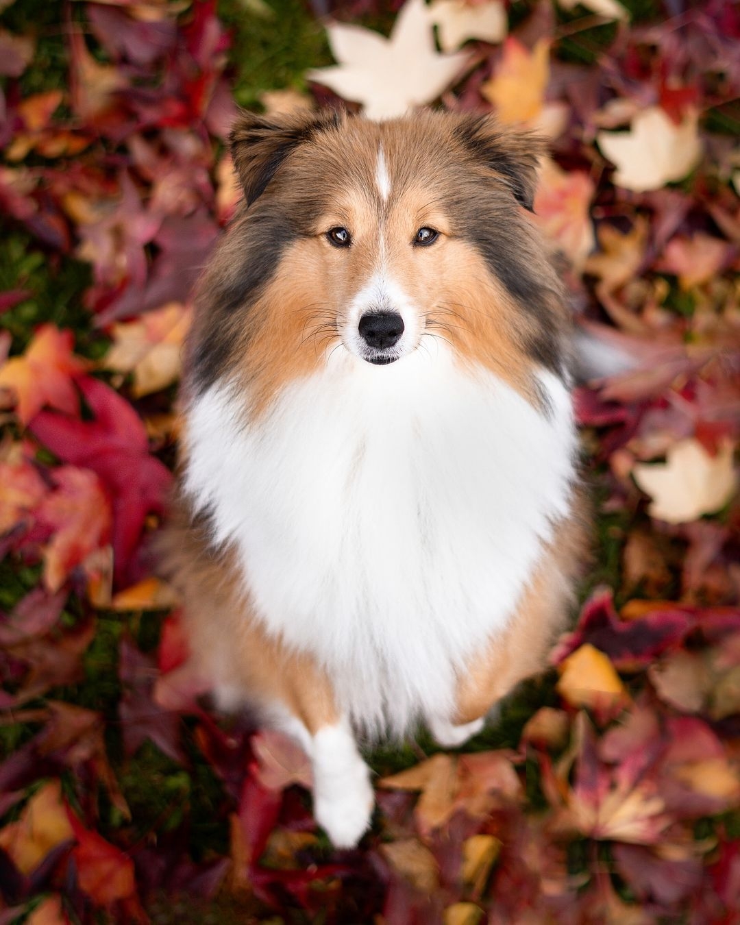 Sheltie Rescue