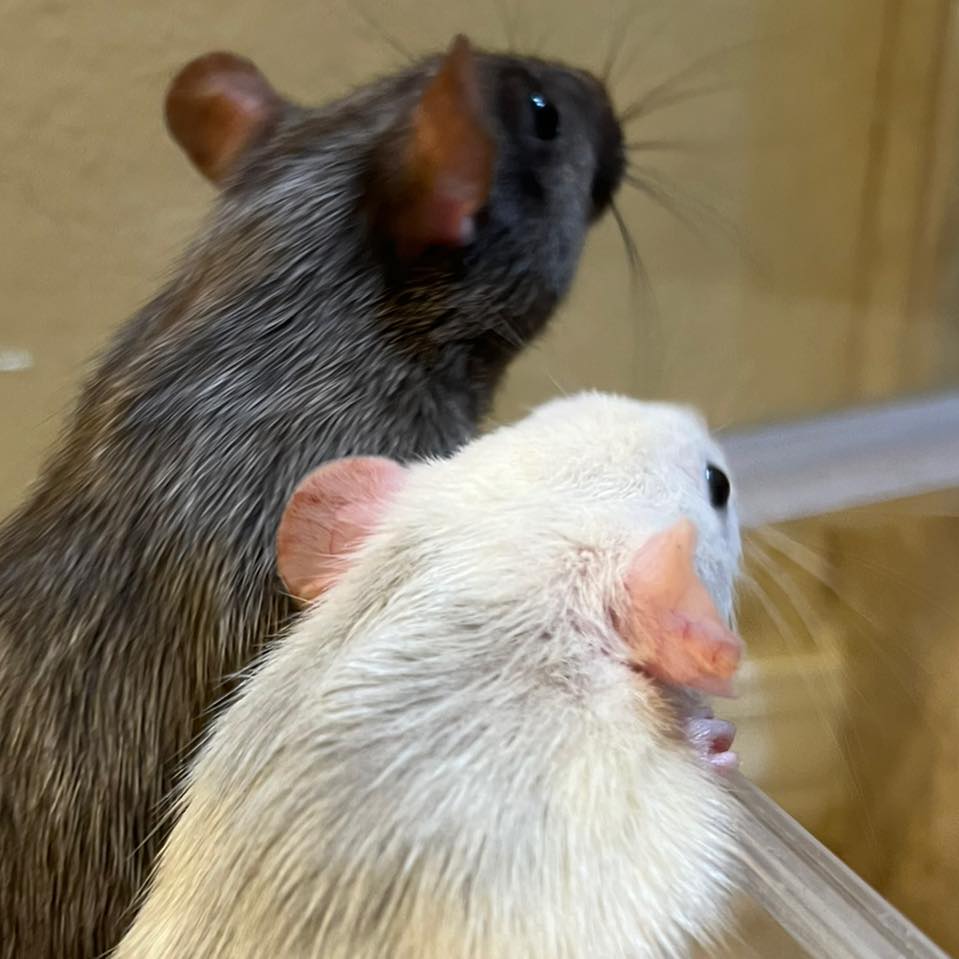 Medieval Rattery | Dallas TX