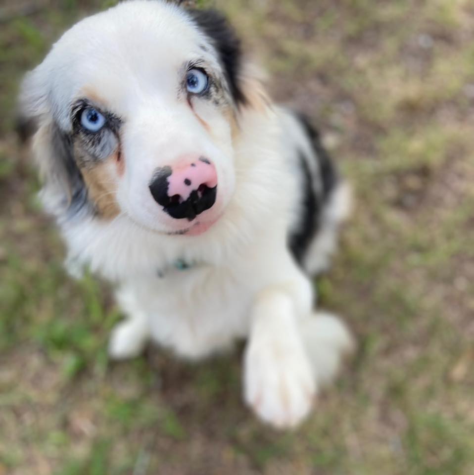 Feaster Branch Mini Aussies