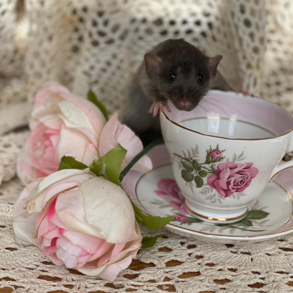 Everything Rats | Has anyone ever used this hemp bedding from tractor ...