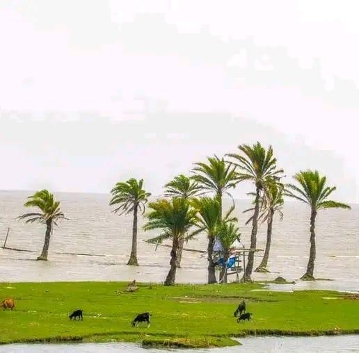 Kasu fason | Bhola