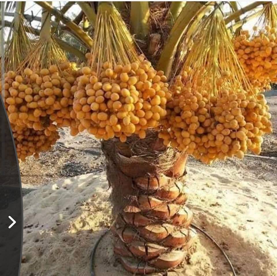 بوتموس للتوريدات الزراعية